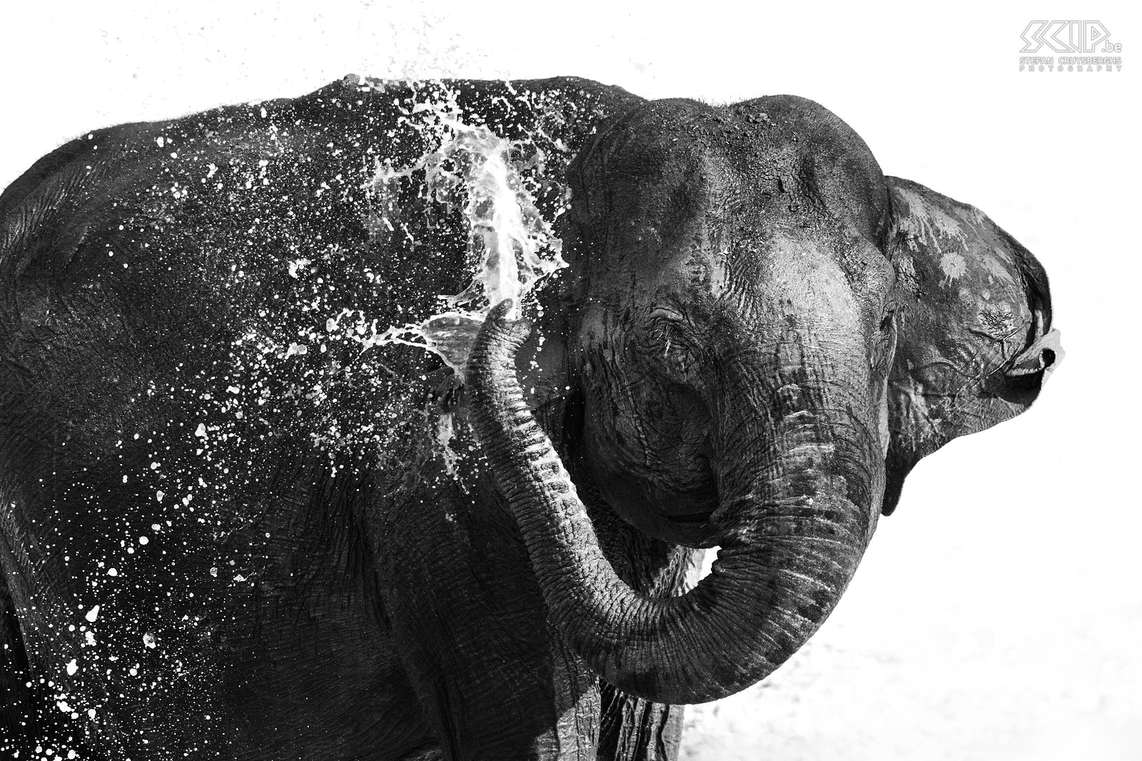 Kabini - Elephant Indian elephant cooling down in a waterpool. Stefan Cruysberghs